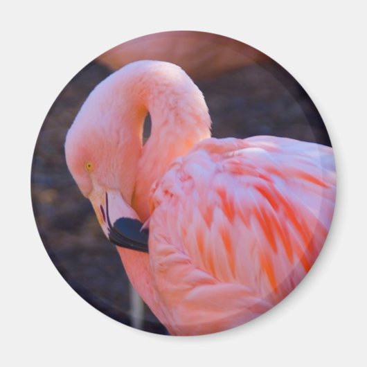 Flamingo Magnet (Voorkant)