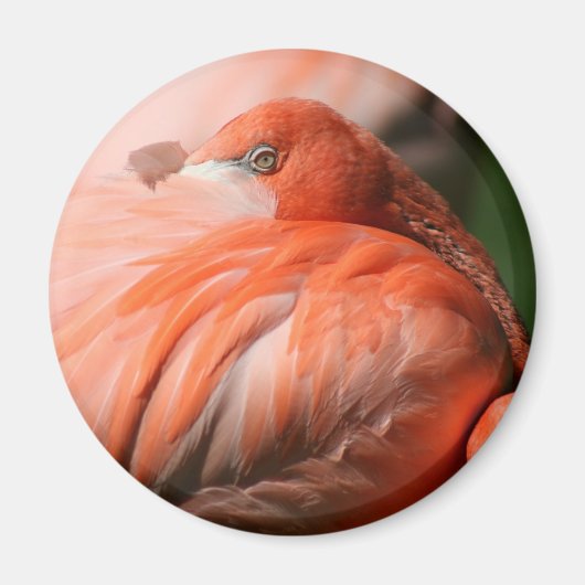Flamingo Magnet (Voorkant)