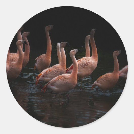 Flamingo-meer Ronde Sticker (Voorkant)