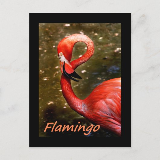 Flamingo met "flamingo" roze tekst briefkaart (Voorkant)