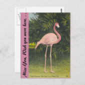 Flamingo, Miami, Florida Briefkaart (Voorkant / Achterkant)