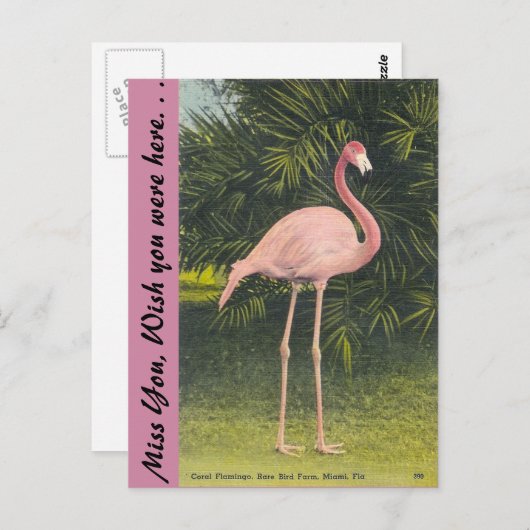 Flamingo, Miami, Florida Briefkaart (Voorkant / Achterkant)