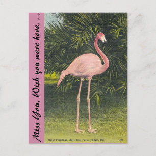 Flamingo, Miami, Florida Briefkaart