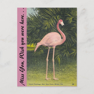 Flamingo, Miami, Florida Briefkaart