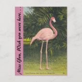 Flamingo, Miami, Florida Briefkaart (Voorkant)