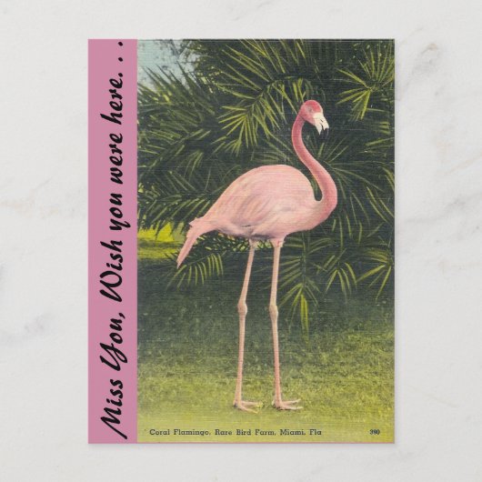 Flamingo, Miami, Florida Briefkaart (Voorkant)