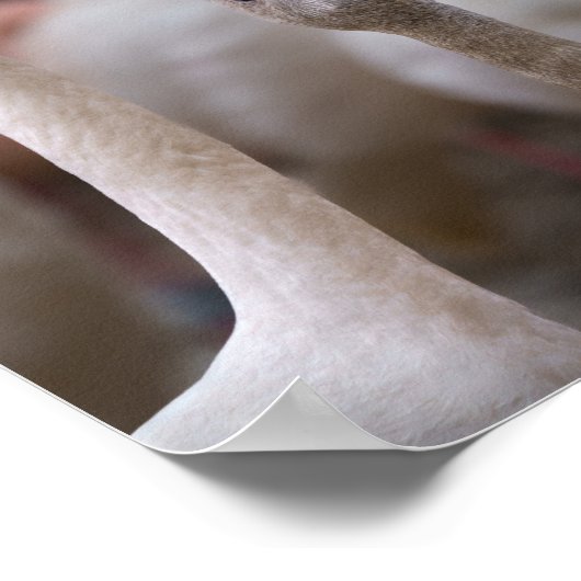 Flamingo Moeder en Baby Poster (Hoek)