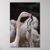 Flamingo Moeder en Baby Poster (Voorkant)