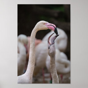 Flamingo Moeder en Baby Poster