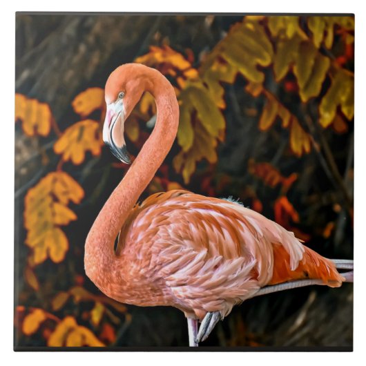 Flamingo, mooie walsvogel tegeltje (Voorkant)