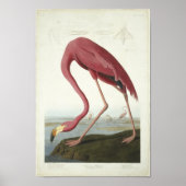 Flamingo neemt een kijkje poster (Voorkant)