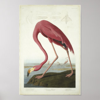 Flamingo neemt een kijkje poster