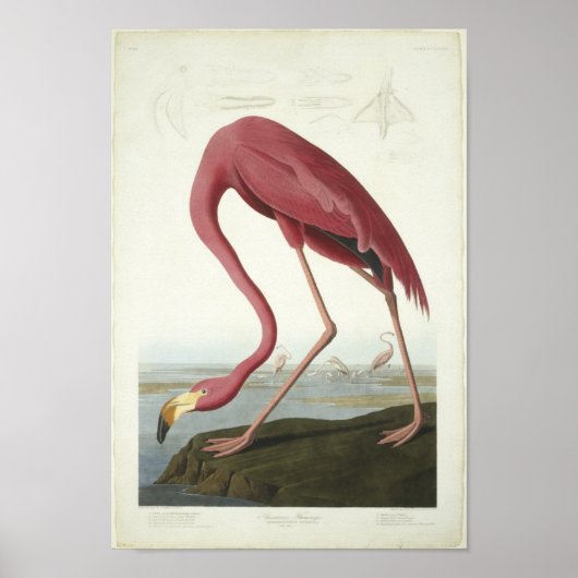 Flamingo neemt een kijkje poster (Voorkant)