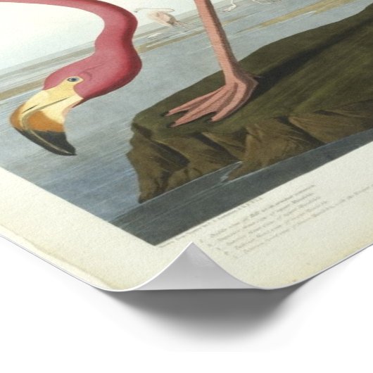 Flamingo neemt een kijkje poster (Hoek)