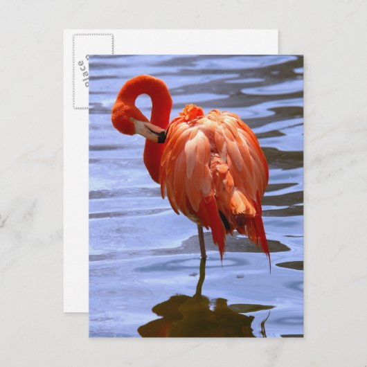Flamingo on one leg in water briefkaart (Voorkant / Achterkant)