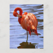 Flamingo on one leg in water briefkaart (Voorkant)