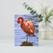 Flamingo on one leg in water briefkaart (Staand voorkant)