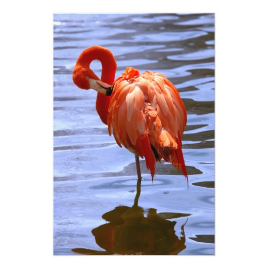Flamingo on one leg in water foto afdruk (Voorkant)