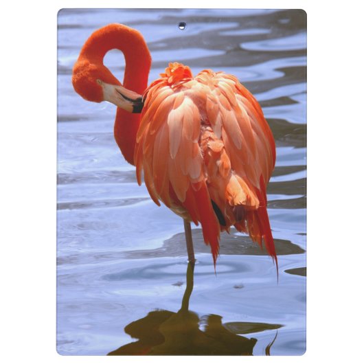 Flamingo on one leg in water klembord (Achterkant)