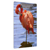Flamingo on one leg in water klembord (Rechts)
