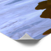 Flamingo on one leg in water poster (Hoek)