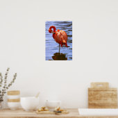 Flamingo on one leg in water poster (Keuken)