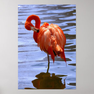 Flamingo on one leg in water poster