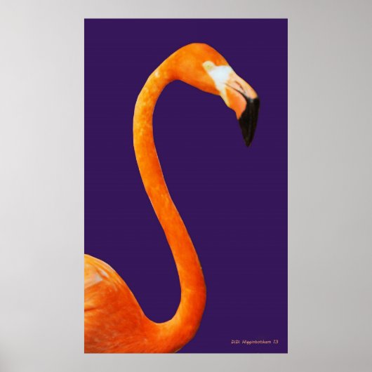 Flamingo op blauw poster (Voorkant)