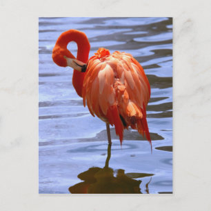 Flamingo op één been in het water briefkaart