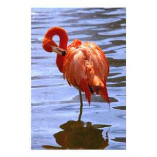 Flamingo op één been in het water foto afdruk