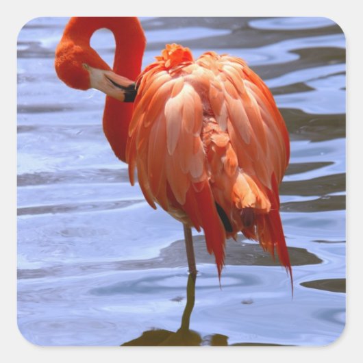 Flamingo op één been in het water vierkante sticker (Voorkant)