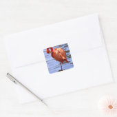 Flamingo op één been in het water vierkante sticker (Envelop)