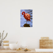 Flamingo op één been in water poster (Keuken)