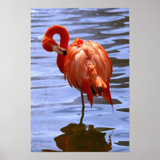 Flamingo op één been in water poster (Voorkant)