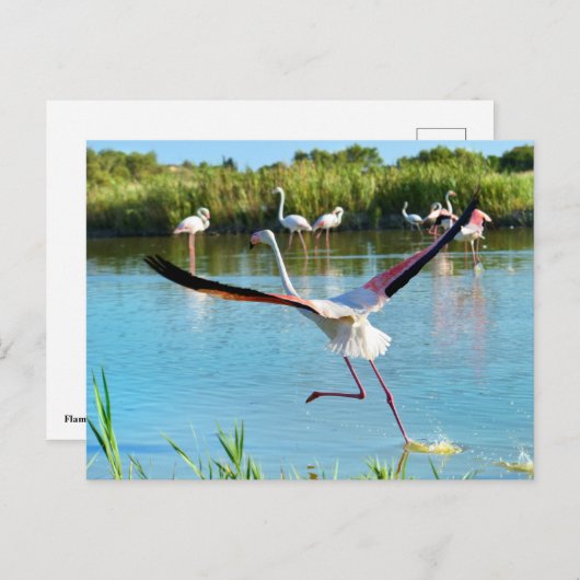 Flamingo op het water in Camargue Briefkaart (Voorkant / Achterkant)