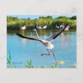 Flamingo op het water in Camargue Briefkaart (Voorkant)