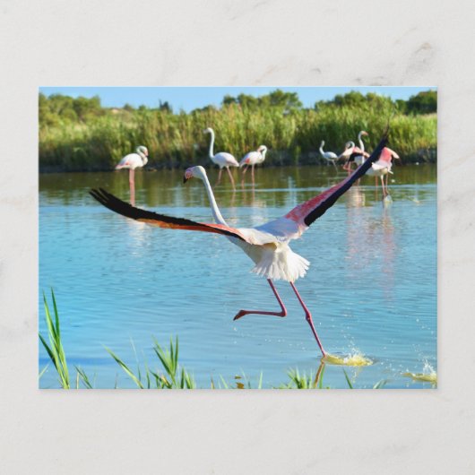 Flamingo op het water in Camargue Briefkaart (Voorkant)