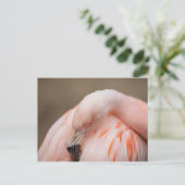 Flamingo op Rest Briefkaart (Staand voorkant)