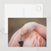 Flamingo op Rest Briefkaart (Voorkant / Achterkant)