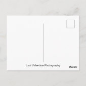 Flamingo op Rest Briefkaart (Achterkant)