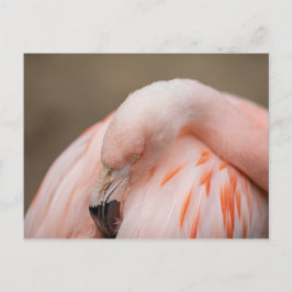 Flamingo op Rest Briefkaart