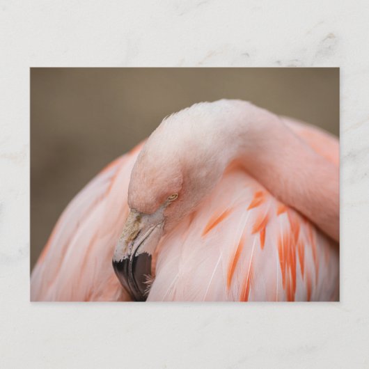 Flamingo op Rest Briefkaart (Voorkant)