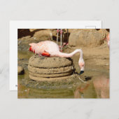 Flamingo op zijn nest feestdagenkaart (Voorkant / Achterkant)