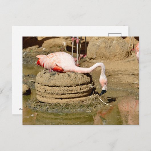 Flamingo op zijn nest feestdagenkaart (Voorkant / Achterkant)