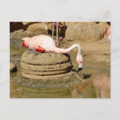 Flamingo op zijn nest feestdagenkaart (Voorkant)