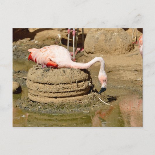 Flamingo op zijn nest feestdagenkaart (Voorkant)