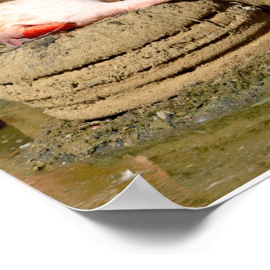 Flamingo op zijn nest poster (Hoek)