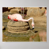 Flamingo op zijn nest poster (Voorkant)