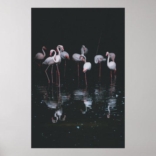 FLAMINGO OVER DARK ACHTERGROND POSTER (Voorkant)