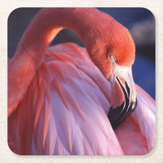 Flamingo Papieren Onderzetters (Voorkant)
